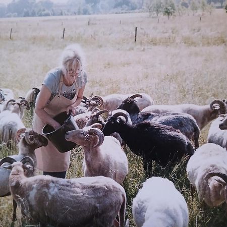 Pipowagen Elsebein Groningen Westerwolde Unieke Ligging Met Eigen Tuin En Vrij Uitzicht Over Veld Naar Natuurgebied Onstwedde Exteriör bild