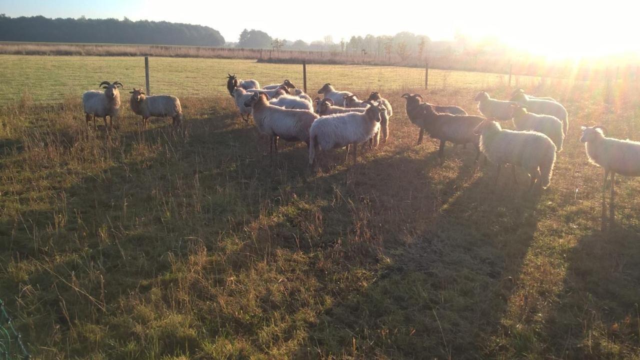 Pipowagen Elsebein Groningen Westerwolde Unieke Ligging Met Eigen Tuin En Vrij Uitzicht Over Veld Naar Natuurgebied Onstwedde Exteriör bild