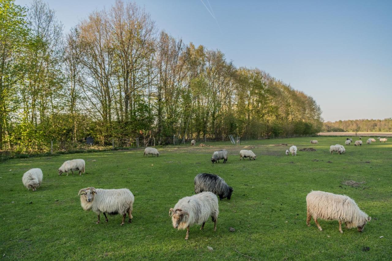 Pipowagen Elsebein Groningen Westerwolde Unieke Ligging Met Eigen Tuin En Vrij Uitzicht Over Veld Naar Natuurgebied Onstwedde Exteriör bild