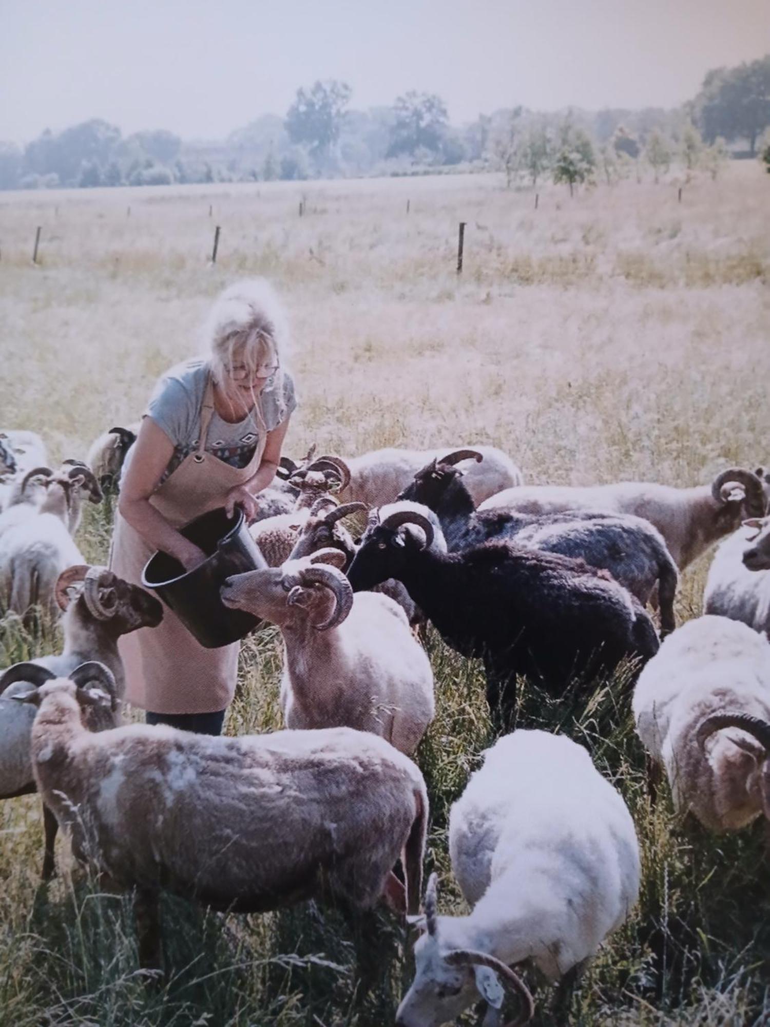 Pipowagen Elsebein Groningen Westerwolde Unieke Ligging Met Eigen Tuin En Vrij Uitzicht Over Veld Naar Natuurgebied Onstwedde Exteriör bild